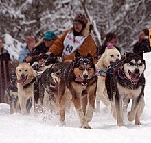 5 time winner Rick Swenson off to Nome.jpg