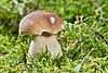 AD2009Sep13 Boletus edulis 02.jpg