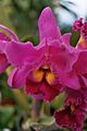 A and B Larsen orchids - Brassolaeliocattleya Bryce Canyon Splendiferous 1052-5.jpg