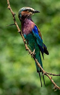 State Bird of Kenya