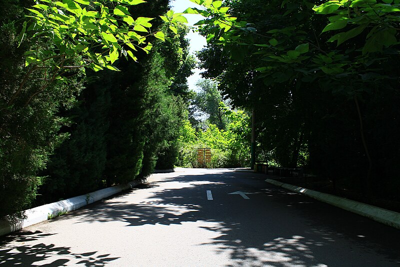 Along this road. Palm Trees along the Road.