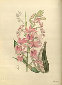 plate 106 Calanthe × veitchii