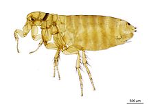 Слайд-изображение домашней блохи Ceratophyllus Ceratophyllus hirundinis (Curtis, 1826) .jpg