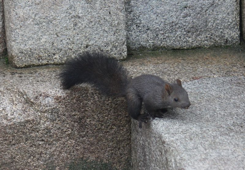 File:A squirrel in South Korea.jpg