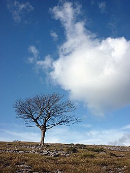 A tree on Lord's Seat - geograph.org.uk - 2636218