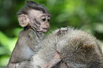 Crab Eating Macaque grooming in the Ubud Monkey Forest