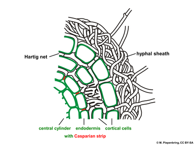 Ektomykoryza (zielone – komórki rośliny, czarne – strzępki grzyba); central cylinder – walec osiowy, endodermis – endoderma, cortical cells – epiderma, hyphal sheath – opilśń, Hartig net – sieć Hartiga