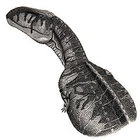 Abelisaurus comahuensis jmallon.jpg