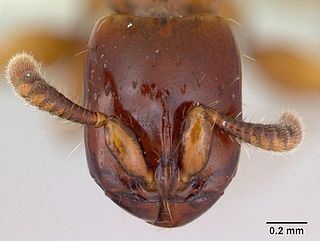 <i>Acanthostichus brevicornis</i> Species of ant