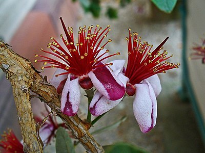 Acca sellowiana Flowers