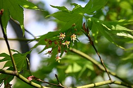 イロハモミジの花序