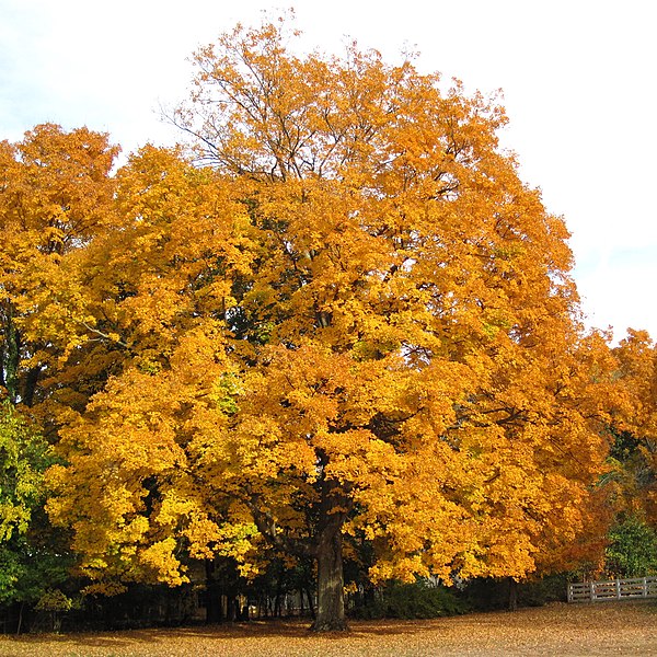 File:Acer saccharum (sugar maple tree in fall colors) (Granville Road, Newark, Ohio, USA) (25 October 2015) 2 (21859007054).jpg