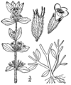 Acinos arvensis