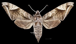 Acosmeryx naga hissarica MHNT CUT 2010 0 414 Afghanistan, female dorsal.jpg