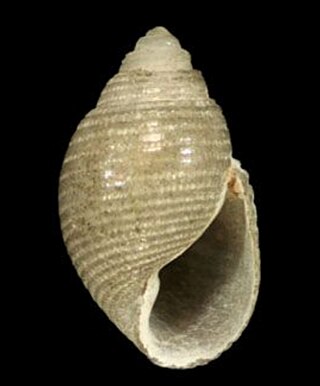 <i>Acteon monterosatoi</i> Species of marine gastropod