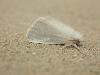 <i>Acyphas</i> (moth) Genus of moths