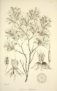 Adansonia; recueil d'observations botaniques (16746848096).jpg