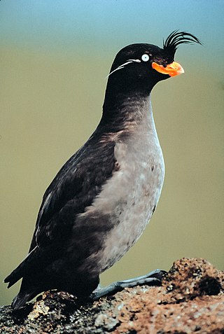 <span class="mw-page-title-main">Crested auklet</span> Species of bird