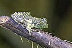 Thumbnail for African foam-nest tree frog