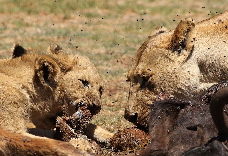 File:African lion, Panthera leo feeding at Krugersdorp Game Park, South Africa (29443927853).jpg