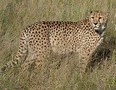 Africat Cheetah.jpg