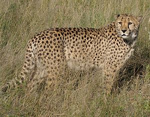 List Of Mammals Of Eswatini