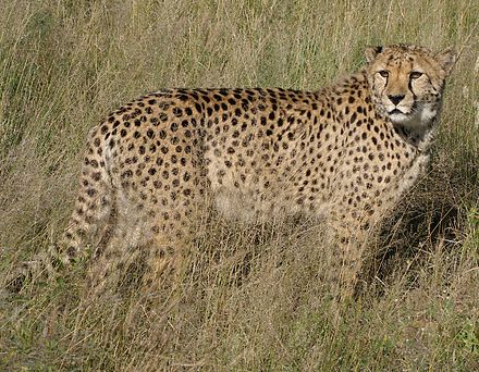 Cheetah in Namibia Africat Cheetah.jpg