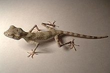 Persian spider gecko Agamurapersica.jpg