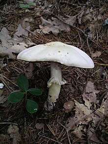 Photographie d'un petit champignon blanc.