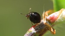 Soubor: Agathidium varians - 2012-05-08.ogv