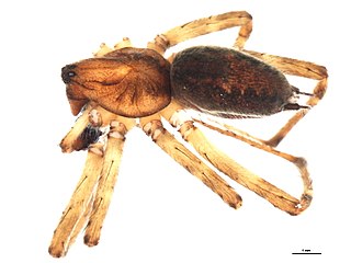 <i>Agelenopsis oregonensis</i> Species of spider