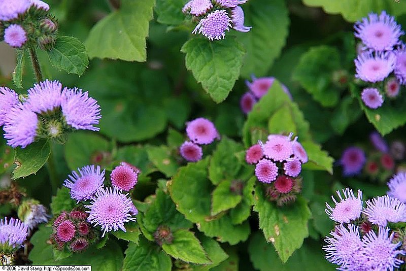 File:Ageratum houstonianum Hawaii Blue 3zz.jpg