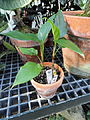 Aglaonema simplex - Lyman Plant House, Smith College - DSC04243.JPG