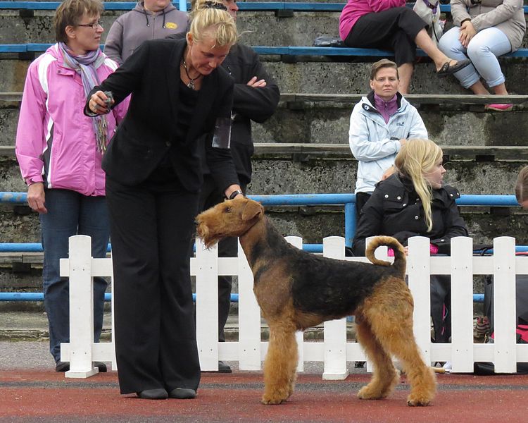 File:Airedale Terrier view.JPG