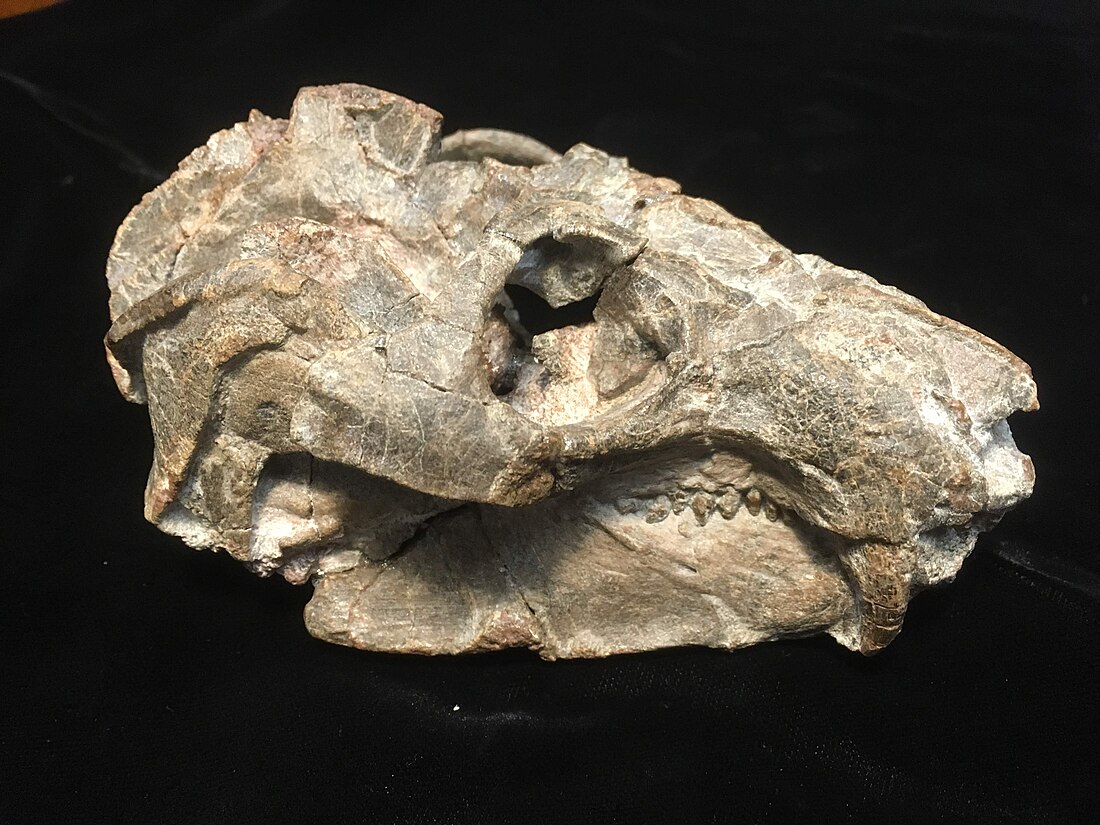 File:Aleodon Skull.jpg