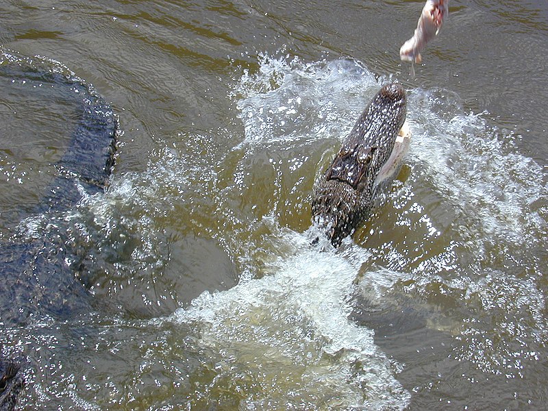 File:Alligator'Feeding.jpg