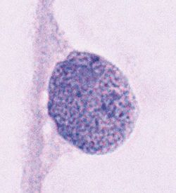 Allium cepa-cell nucleus