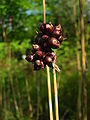 Allium scorodoprasum ÖBG-BT.jpg