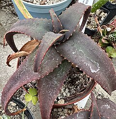 Aloe Erythrophylla: Plant spesie