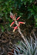 Aloe humilis