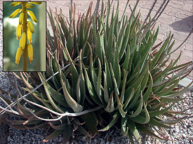 Babosa - Aloe vera - 30 Centímetros - Orquidário 4 Estações