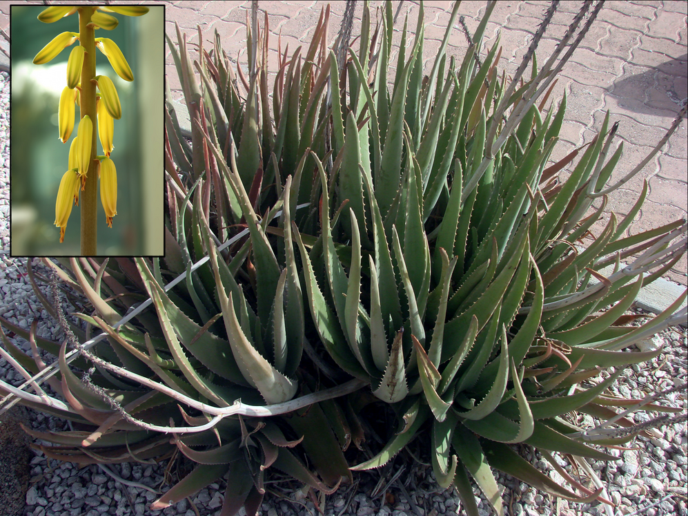 Aloe Vera-avatar