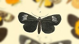 Alypiodes radians