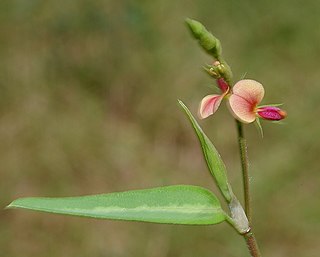 <i>Alysicarpus</i> genus of plants