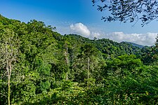 Amani Forest, Tanzania (51531946360).jpg