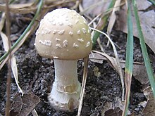 Amanita velatipes 