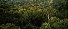 Amazon rainforest, Manaus, Brazil. Amazon Manaus forest.jpg