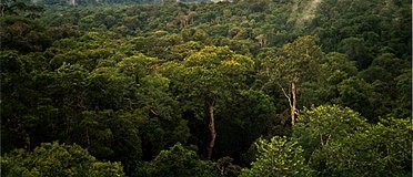 View of Amazon basin forest north of Manaus, Brazil. Amazon Manaus forest.jpg