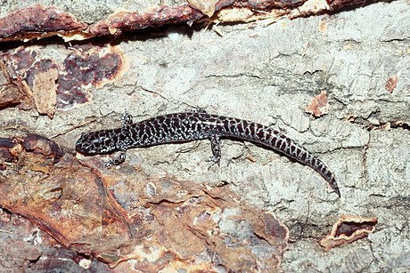 Ambystoma cingulatum