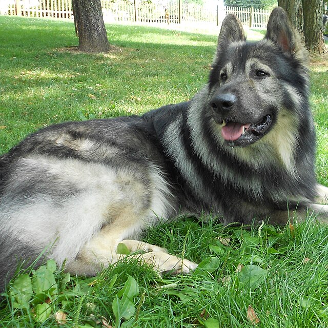 American hot sale alsatian size